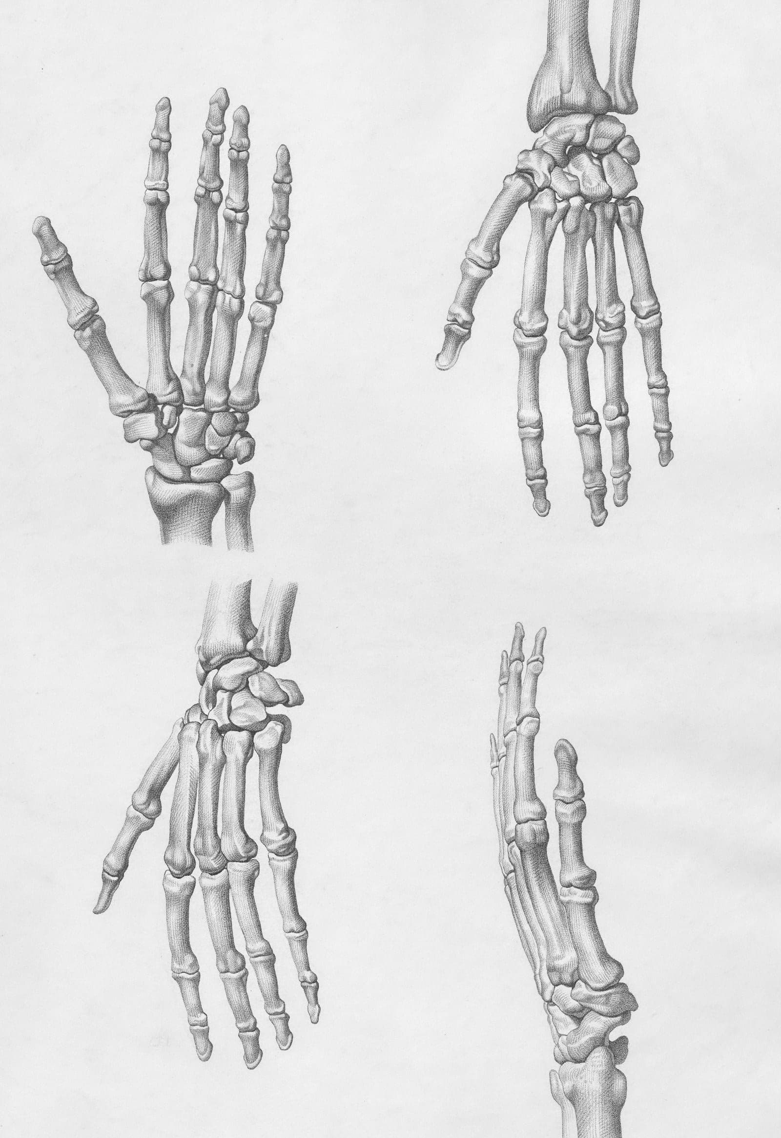 Anatomical drawings of the bones of the human hand and foot