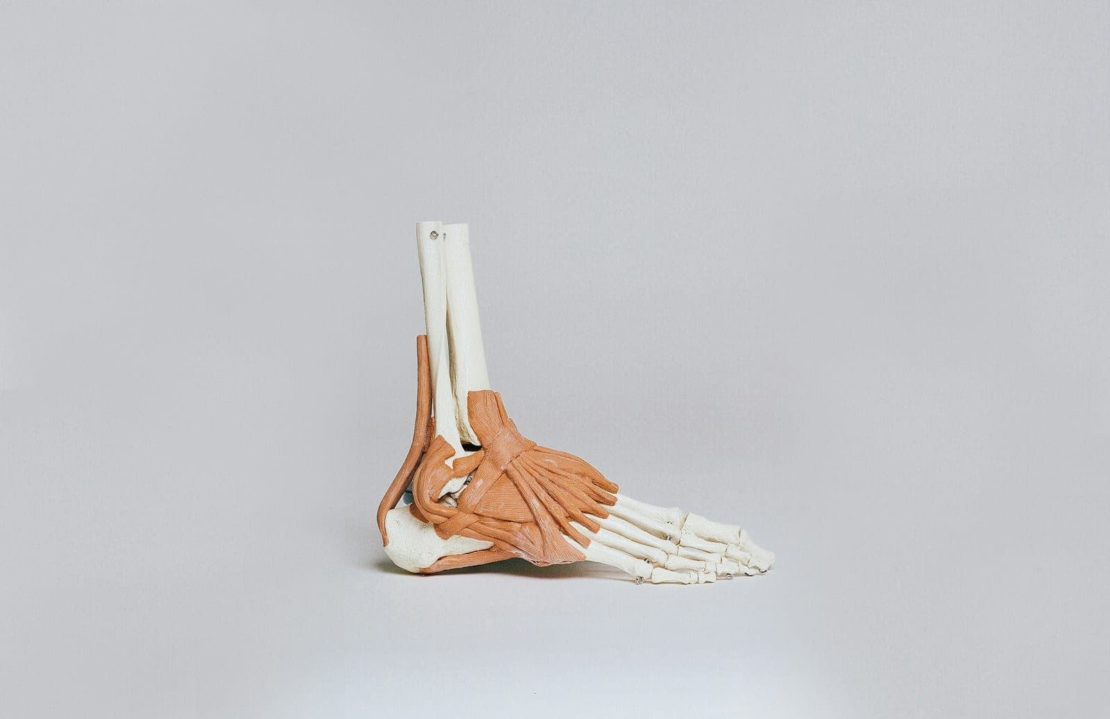 An anatomical model of the bones and ligaments of the foot and ankle